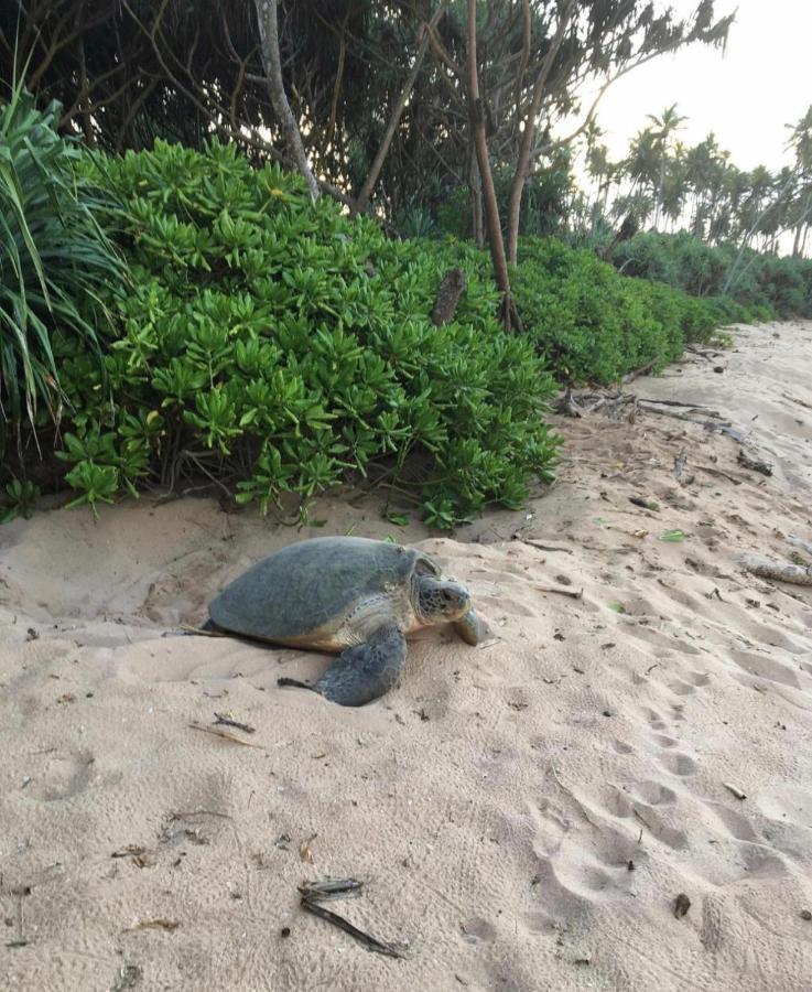 Marakolliya Beach Resort Tangalle Kültér fotó